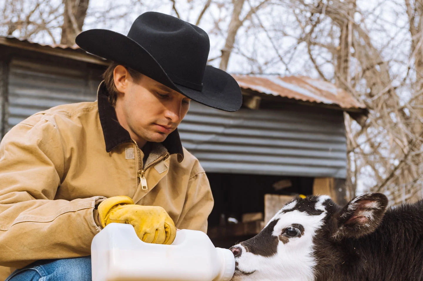 Baby cow and man wearing the Cattleman felt cowboy hat by American Hat Makers