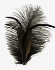 Olympia | Black Hat Feather